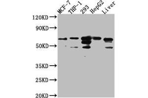 Western Blot Positive WB detected in: MCF-7 whole cell lysate, THP-1 whole cell lysate, 293 whole cell lysate, HepG2 whole cell lysate, Mouse Liver whole cell lysate All lanes: FAAH1 Antibody at 1:1000 Secondary Goat polyclonal to rabbit IgG at 1/50000 dilution Predicted band size: 64 kDa Observed band size: 64 kDa (Rekombinanter FAAH Antikörper)