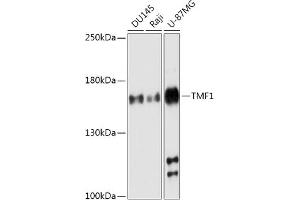 Western blot analysis of extracts of various cell lines, using TMF1 antibody (ABIN7270738) at 1:1000 dilution. (TMF1 Antikörper  (AA 900-1000))
