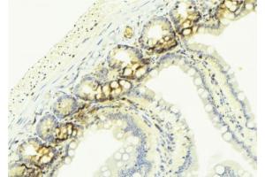 ABIN6268924 at 1/100 staining Mouse colon tissue by IHC-P. (TNFSF13 Antikörper  (Internal Region))