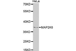 Western blot analysis of extracts of HeLa cells, using MAP2K6 antibody (ABIN5971400) at 1/1000 dilution. (MAP2K6 Antikörper)