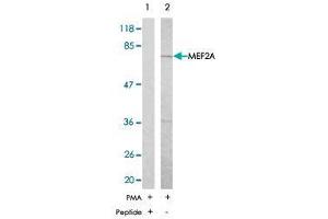 Western blot analysis of extract from NIH/3T3 , using MEF2A polyclonal antibody  . (MEF2A Antikörper)