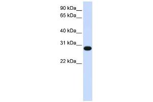 GINS2 antibody used at 1 ug/ml to detect target protein. (GINS2 Antikörper)