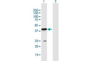 Western Blot analysis of POLB expression in transfected 293T cell line by POLB MaxPab polyclonal antibody.