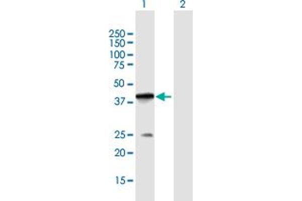 POLB anticorps  (AA 1-335)