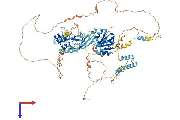 BANK1 Protein (AA 1-785) (His tag)