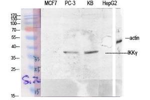 Western Blot (WB) analysis of specific cells using IKKgamma Polyclonal Antibody. (IKBKG Antikörper  (Tyr363))