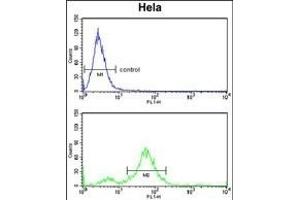 DAB2 Antibody (C-term) (ABIN652936 and ABIN2842598) flow cytometry analysis of Hela cells (bottom histogram) compared to a negative control cell (top histogram). (DAB2 Antikörper  (C-Term))