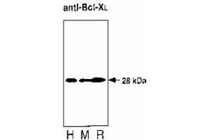 Image no. 1 for anti-BCL2-Like 1 (BCL2L1) antibody (ABIN187417) (BCL2L1 Antikörper)
