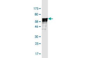Western Blot detection against Immunogen (55.