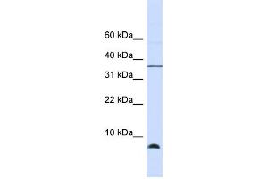 Western Blotting (WB) image for anti-Heat Shock 10kDa Protein 1 (Chaperonin 10) (HSPE1) antibody (ABIN2459791) (HSPE1 Antikörper)