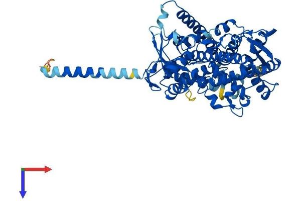 CYP1B1 Protein (AA 1-543) (His tag)