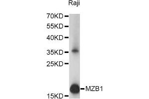 Western blot analysis of extracts of Raji cells, using MZB1 antibody (ABIN6293986) at 1:1000 dilution. (MZB1 Antikörper)