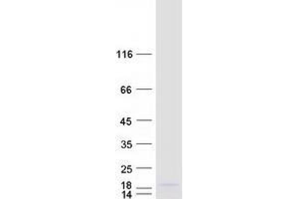 YPEL1 Protein (Myc-DYKDDDDK Tag)