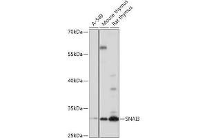 Western blot analysis of extracts of various cell lines, using SN antibody (ABIN7270379) at 1:1000 dilution. (SNAI3 Antikörper  (AA 7-186))