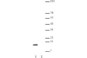Histone H4 dimethyl Lys20 mAb tested by Western blot. (Histone H4 Antikörper  (2meLys20))