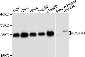 Western blot analysis of extracts of various cell lines, using GSTK1 antibody. (GSTK1 Antikörper)
