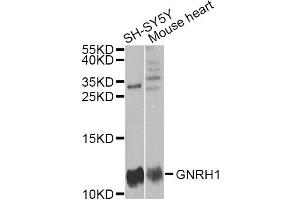 Western blot analysis of extracts of various cell lines, using GNRH1 antibody (ABIN5973277) at 1/1000 dilution. (GNRH1 Antikörper)