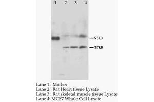 Western Blotting (WB) image for anti-MAS-Related G-Protein Coupled Receptor, Member C (MRGPRC) (AA 14-28), (N-Term) antibody (ABIN1108300)