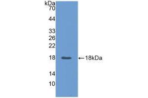 Western blot analysis of recombinant Pig ANGPT2. (Angiopoietin 2 Antikörper  (AA 89-206))