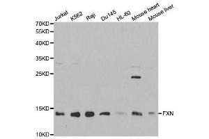 Western blot analysis of extracts of various cell lines, using FXN antibody. (Frataxin Antikörper  (AA 42-210))