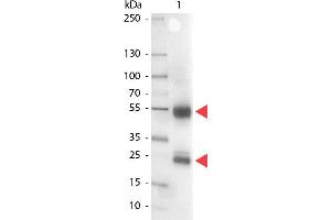 Western Blot of Alkaline Phosphatase conjugated Rabbit anti-Swine IgG antibody. (Kaninchen anti-Schwein IgG (Heavy & Light Chain) Antikörper (Alkaline Phosphatase (AP)) - Preadsorbed)