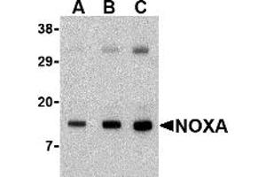Western Blotting (WB) image for anti-Phorbol-12-Myristate-13-Acetate-Induced Protein 1 (PMAIP1) (N-Term) antibody (ABIN1031489) (NOXA Antikörper  (N-Term))