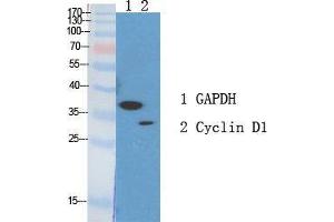Western Blot (WB) analysis of specific cells using Cyclin D1 Polyclonal Antibody. (Cyclin D1 Antikörper  (Ser166))