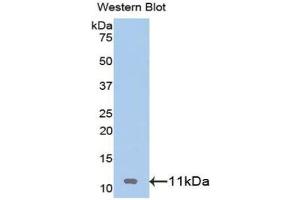 Detection of Recombinant IGF2, Rat using Polyclonal Antibody to Insulin Like Growth Factor 2 (IGF2) (IGF2 Antikörper  (AA 25-91))