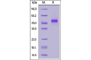 Biotinylated Human CD14, His,Avitag on  under reducing (R) condition.