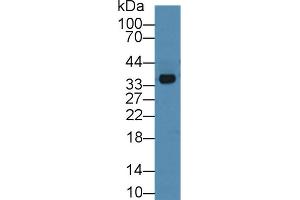 Detection of ANXA3 in Mouse Cerebrum lysate using Polyclonal Antibody to Annexin A3 (ANXA3) (Annexin A3 Antikörper  (AA 26-160))