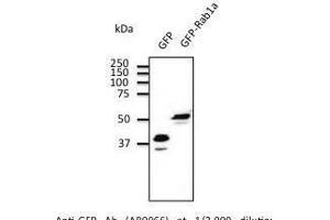 Anti-GFP Ab at 2/2,000 dilutio transfected 293HEK cell lysates at 100 µg p Iane, rabbit polyclonal to goat Iµg (HRP) 1/20,000 dilution. (GFP Antikörper)