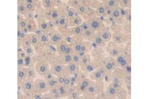 IHC-P analysis of Mouse Tissue, with DAB staining. (MPST Antikörper  (AA 1-297))