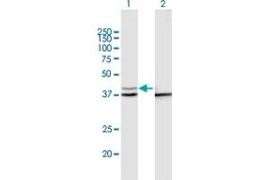 Western Blot analysis of PSMD13 expression in transfected 293T cell line by PSMD13 MaxPab polyclonal antibody. (PSMD13 Antikörper  (AA 1-376))