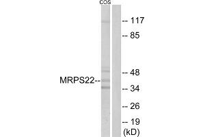 Western blot analysis of extracts from COS cells, using MRPS22 antibody. (MRPS22 Antikörper  (Internal Region))
