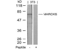 Image no. 2 for anti-Myristoylated Alanine-Rich Protein Kinase C Substrate (MARCKS) (Ser158) antibody (ABIN197560) (MARCKS Antikörper  (Ser158))