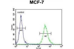 Flow cytometric analysis of MCF-7 cells (right histogram) compared to a negative control cell (left histogram) using CYB561D1 Antibody (C-term). (CYB561D1 Antikörper  (C-Term))