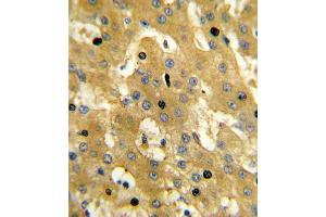 Immunohistochemistry (IHC) image for anti-Sterol Carrier Protein 2 (SCP2) antibody (ABIN3003846) (SCP2 Antikörper)