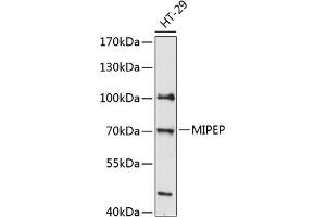 Western blot analysis of extracts of HT-29 cells, using MIPEP antibody  at 1:3000 dilution. (MIPEP Antikörper  (AA 504-713))