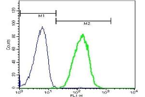Flow Cytometry (FACS) image for anti-Fc Fragment of IgG, Low Affinity IIb, Receptor (CD32) (FCGR2B) (pTyr292) antibody (ABIN761411)
