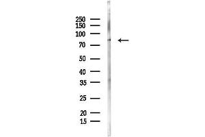 anti-Vomeronasal 2 Receptor 1 Pseudogene (VN2R1P) (Internal Region) antibody