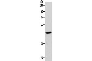 Western Blotting (WB) image for anti-Sphingosine-1-Phosphate Receptor 3 (S1PR3) antibody (ABIN2427003) (S1PR3 Antikörper)