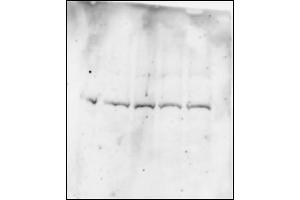 Human myeloma cell (BMI1 Antikörper  (C-Term))