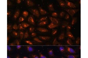 Immunofluorescence analysis of U-2 OS cells using CKMT1B Polyclonal Antibody at dilution of 1:100 (40x lens). (CKMT1B Antikörper)