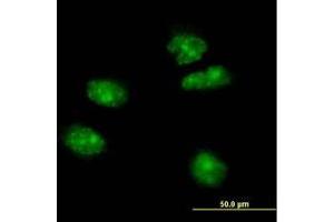 Image no. 2 for anti-Forkhead Box A2 (FOXA2) (AA 363-458) antibody (ABIN466039) (FOXA2 Antikörper  (AA 363-458))
