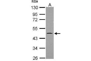 WB Image Sample (20 ug) A: HeLa nucleus 10% SDS PAGE antibody diluted at 1:1000 (OCT4 Antikörper)