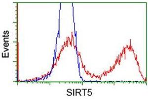 HEK293T cells transfected with either RC200189 overexpress plasmid (Red) or empty vector control plasmid (Blue) were immunostained by anti-SIRT5 antibody (ABIN2454846), and then analyzed by flow cytometry. (SIRT5 Antikörper)