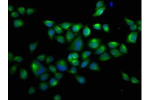 Immunofluorescence staining of Hela cells with ABIN7174520 at 1:66, counter-stained with DAPI.