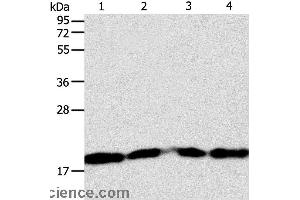 Western blot analysis of Lncap, SKOV3, MCF7 and 293T cell, using DIABLO Polyclonal Antibody at dilution of 1:1000