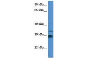 Image no. 1 for anti-Outer Dense Fiber of Sperm Tails 1 (ODF1) (AA 117-166) antibody (ABIN6746373) (ODF1 Antikörper  (AA 117-166))