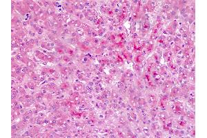 Anti-Bikunin / AMBP antibody IHC staining of human liver. (AMBP Antikörper  (AA 77-104))